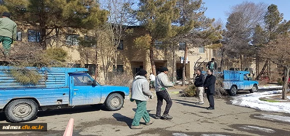 هرس درختان محوطه خوابگاه ها و فضاهای دانشگاه