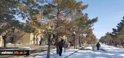 هرس درختان محوطه مرکز