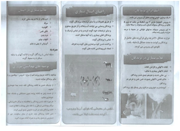 آنفلوآنزای پرندگان 2